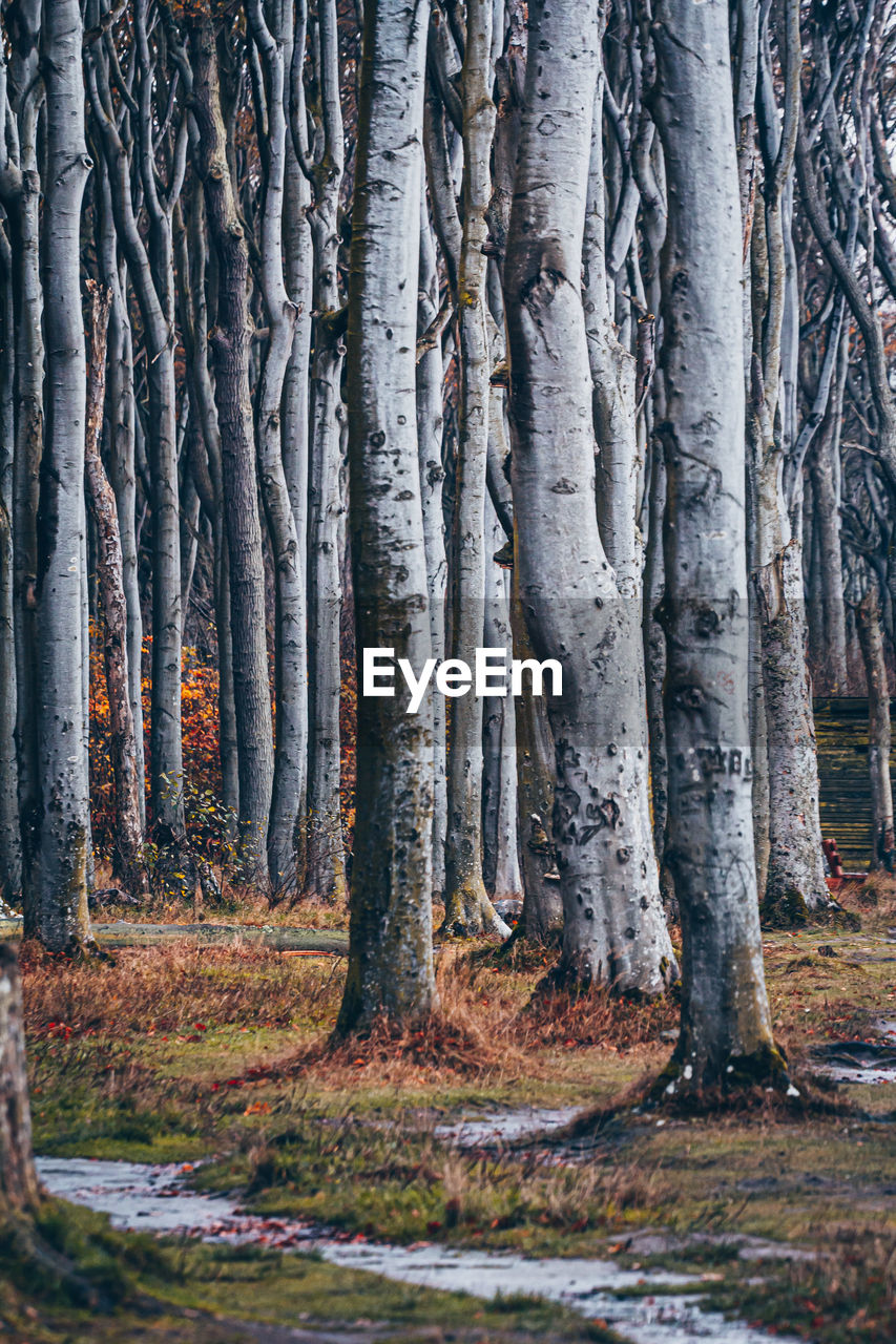 TREES GROWING IN FOREST