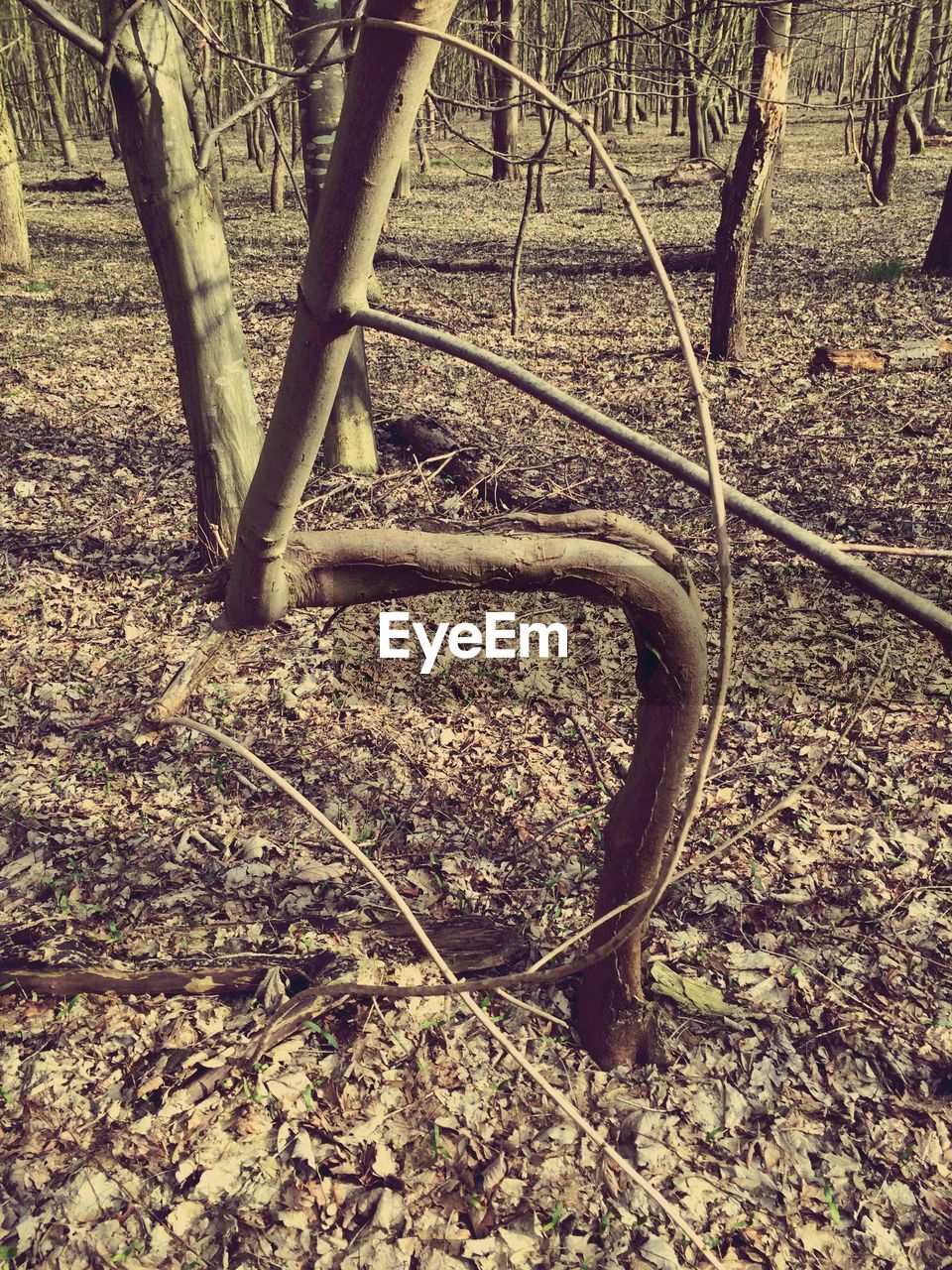 HIGH ANGLE VIEW OF TREE ROOTS