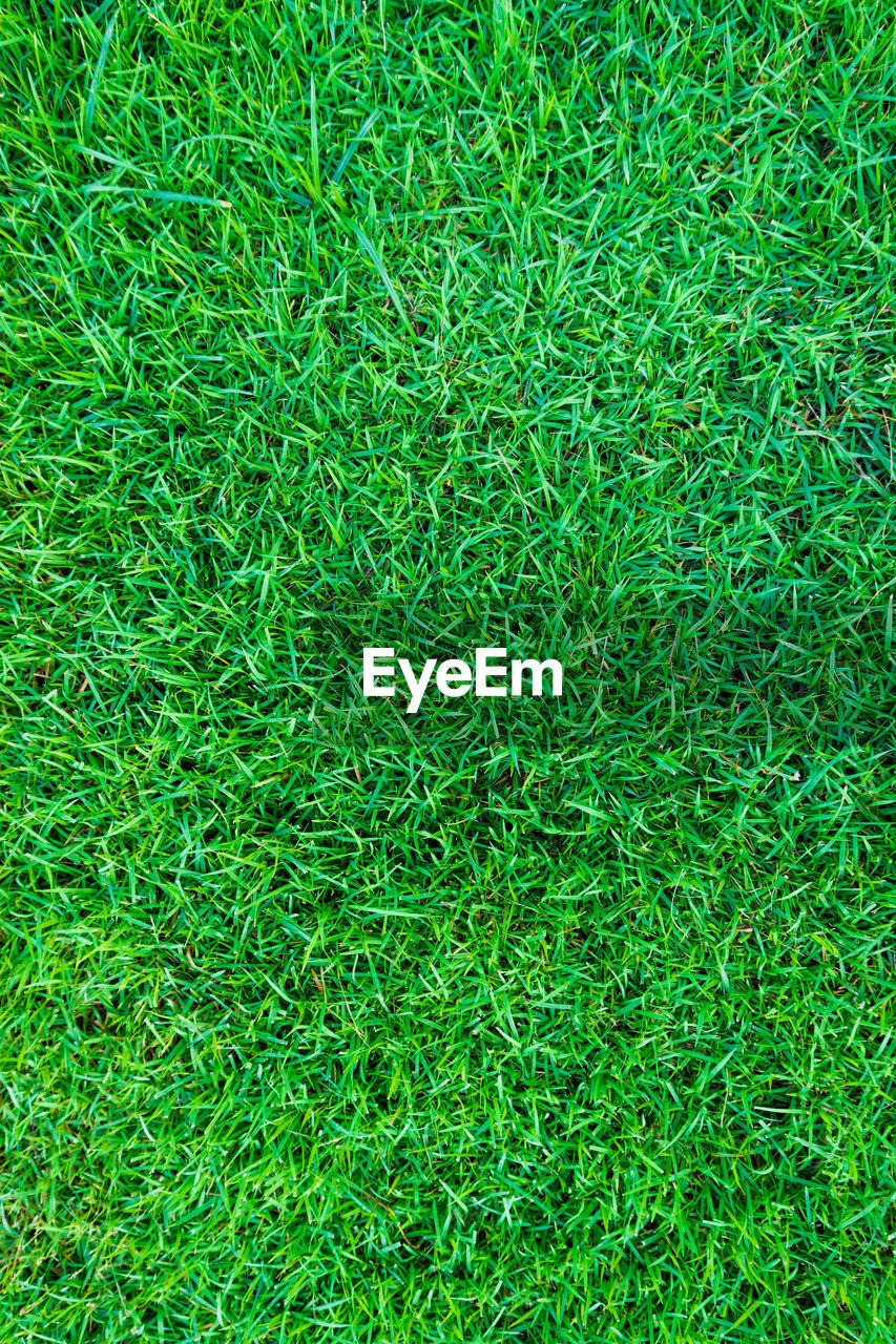 HIGH ANGLE VIEW OF GRASS ON FIELD