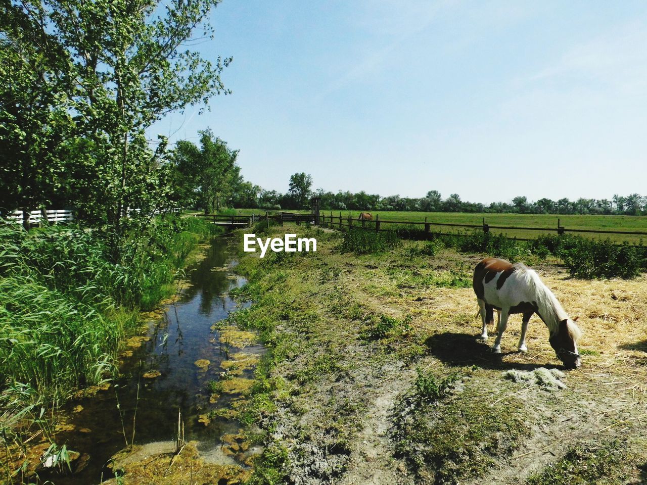 HORSE GRAZING ON FIELD