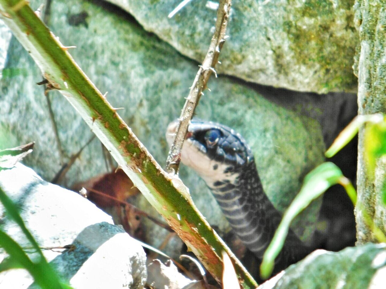 High angle view of snake