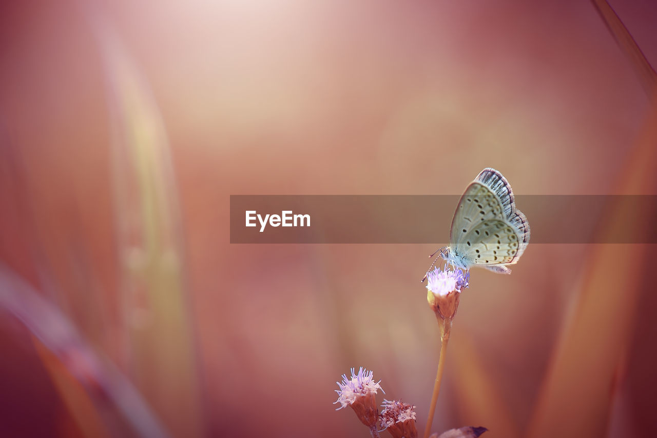 CLOSE-UP OF BUTTERFLY POLLINATING ON RED FLOWER