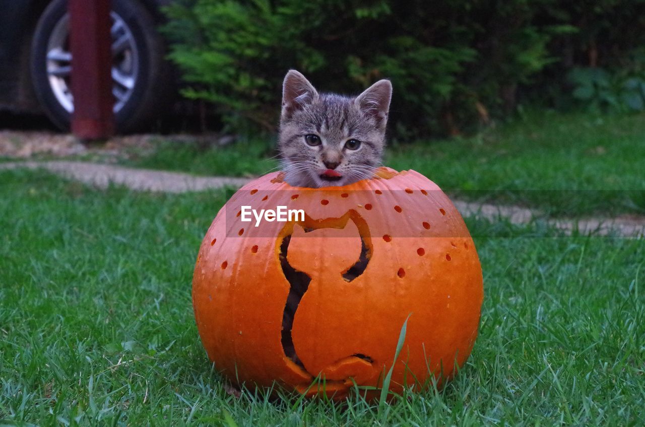 Portrait of cat in pumpkin on grass during halloween