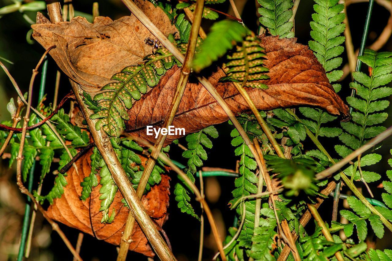 CLOSE-UP OF LEAVES ON PLANT