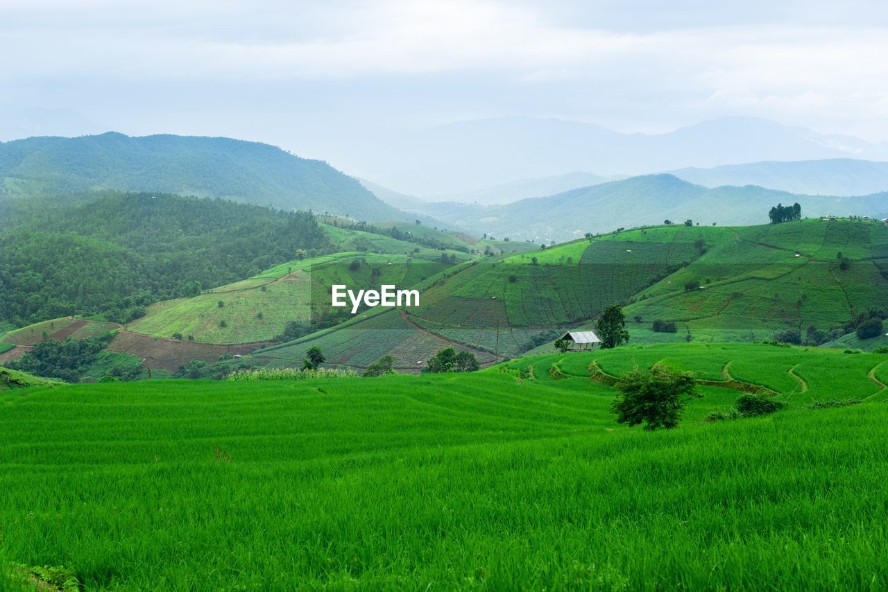 Scenic view of agricultural field against sky