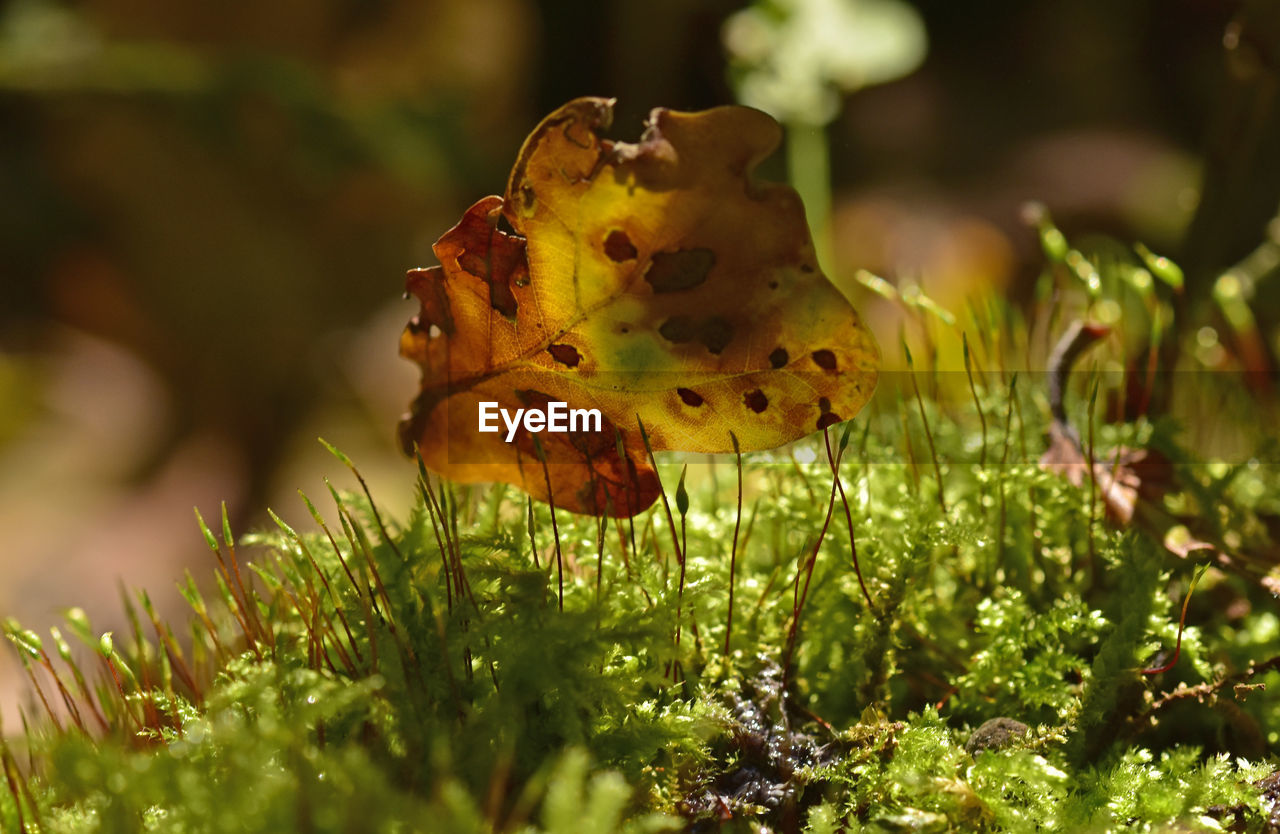 nature, plant, green, yellow, macro photography, flower, animal wildlife, beauty in nature, animal, leaf, animal themes, close-up, autumn, no people, wildlife, wildflower, outdoors, grass, growth, insect, flowering plant, selective focus, one animal, plant part, land, environment, day, sunlight, freshness, forest, butterfly