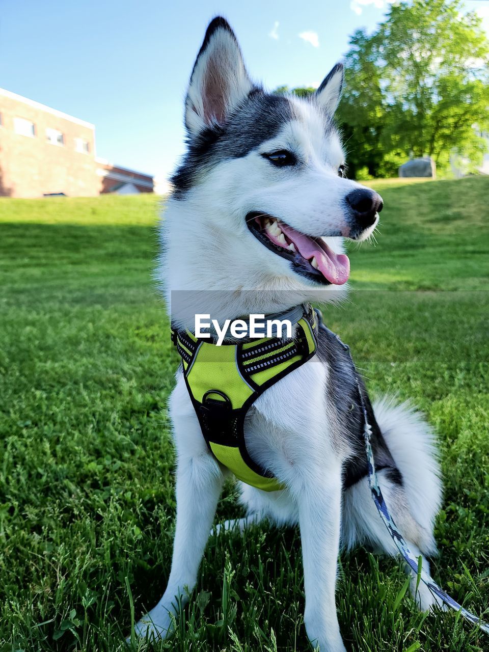 Dog looking away on field