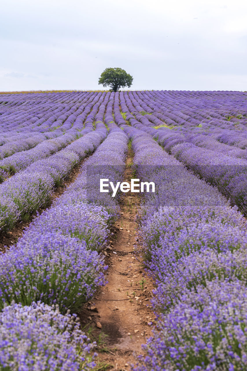 PURPLE FLOWERING PLANT ON FIELD