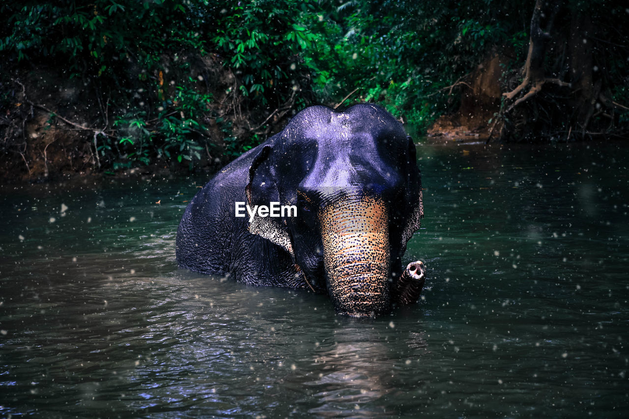 Elephant swimming in lake at forest