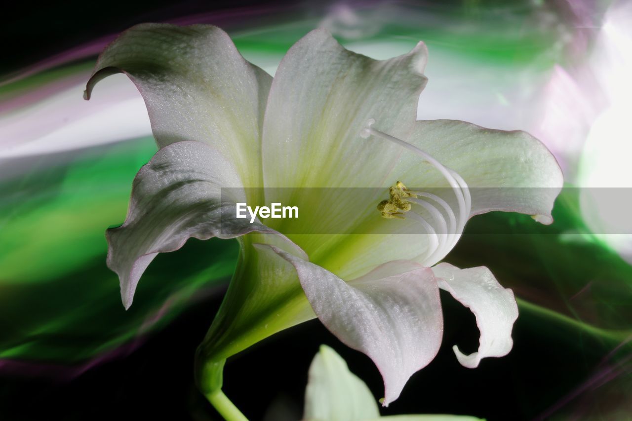 Close-up of white flowering plant