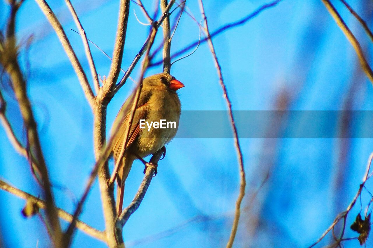 Close-up of bird on twig against sky