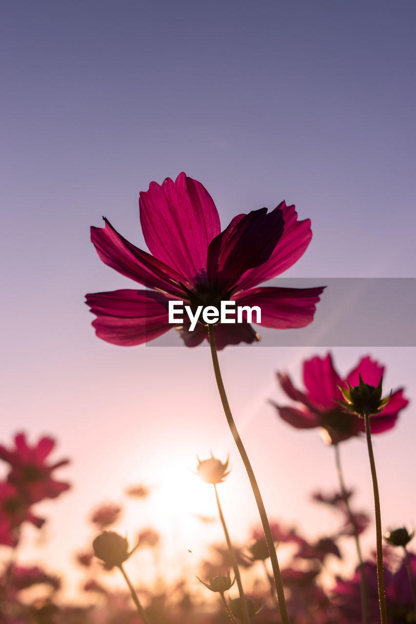 Close-up of pink flower cosmos