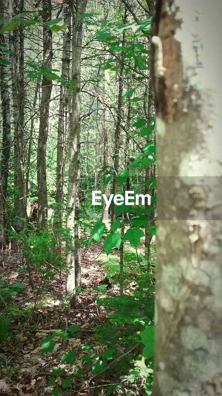 VIEW OF TREES IN THE FOREST