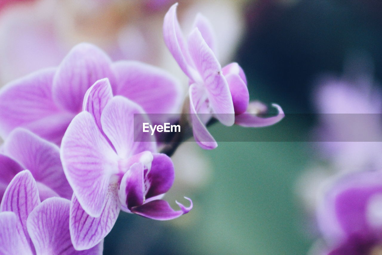 CLOSE-UP OF PURPLE FLOWERS BLOOMING OUTDOORS