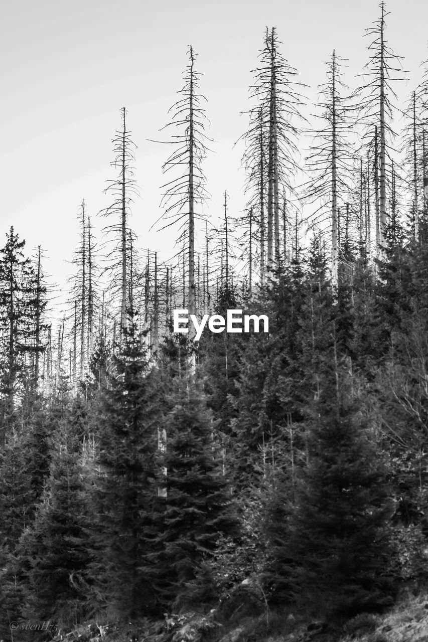 VIEW OF PINE TREES IN FOREST AGAINST SKY