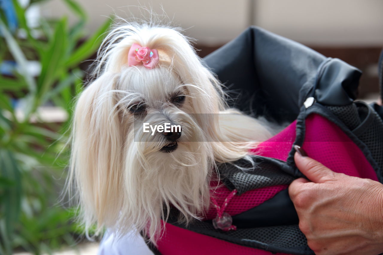 Cute puppy in bag hold by her owner