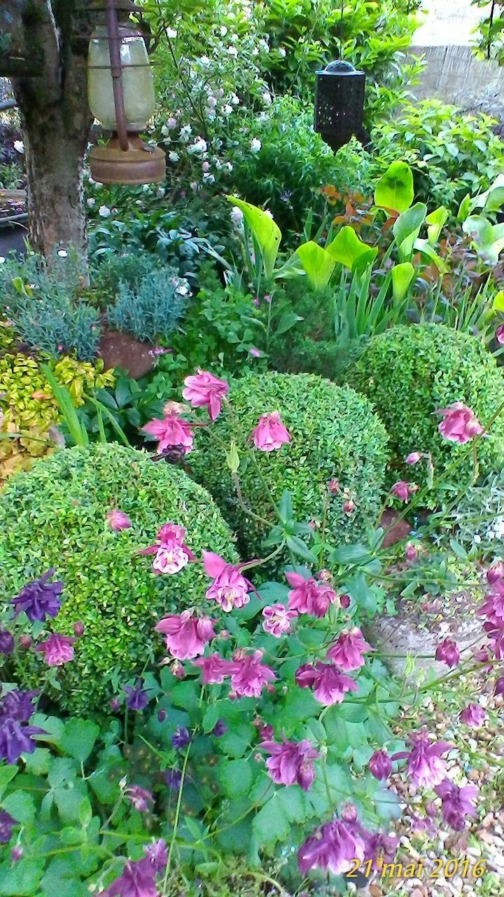 PINK FLOWERS BLOOMING IN PARK