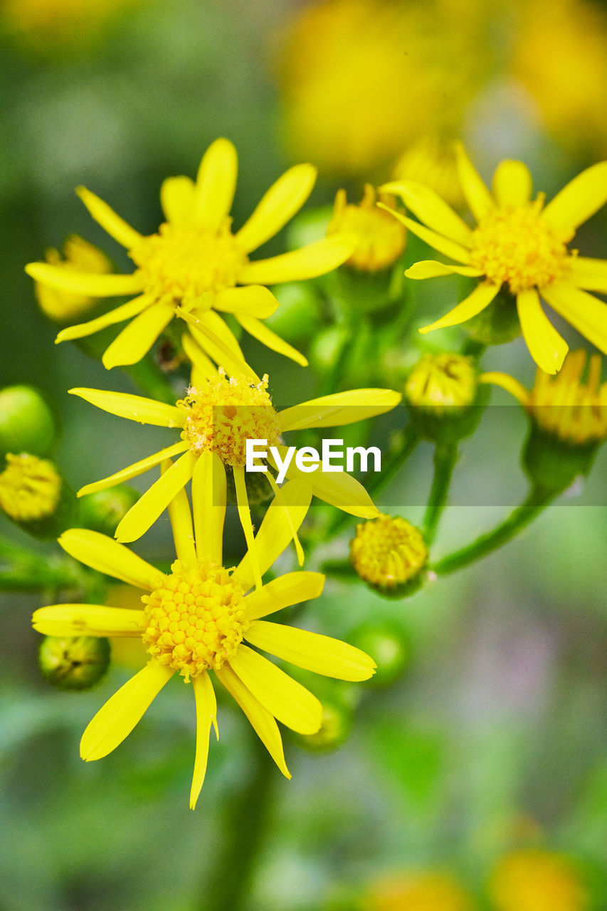 close-up of yellow flowers