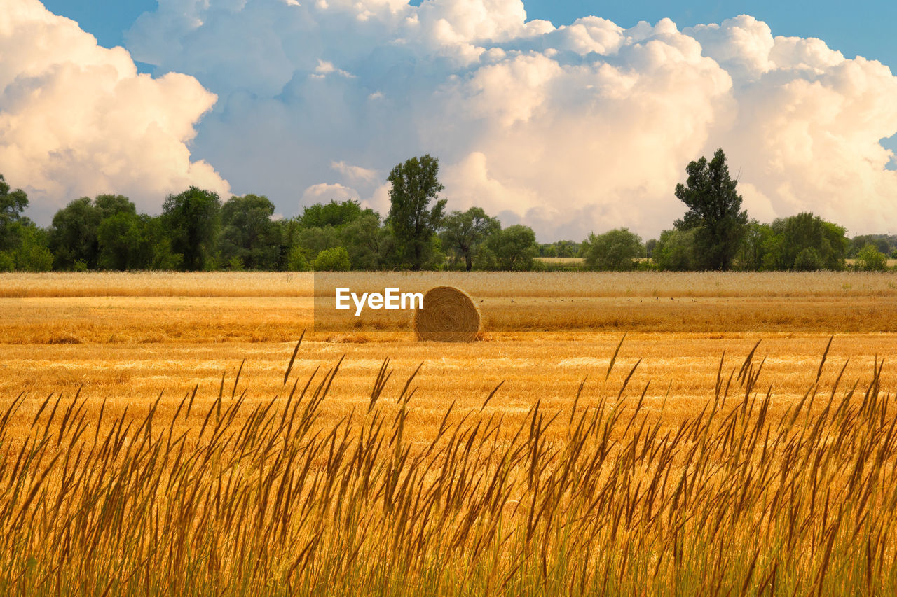 hay bales on field against cloudy sky