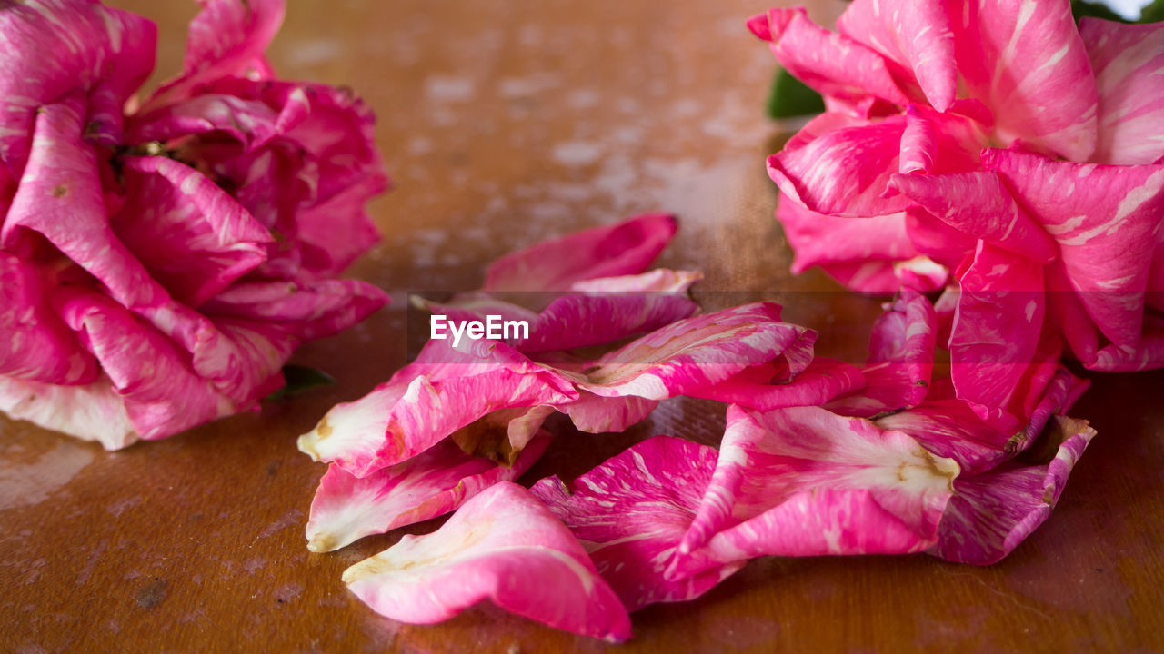 Close-up of pink roses on table