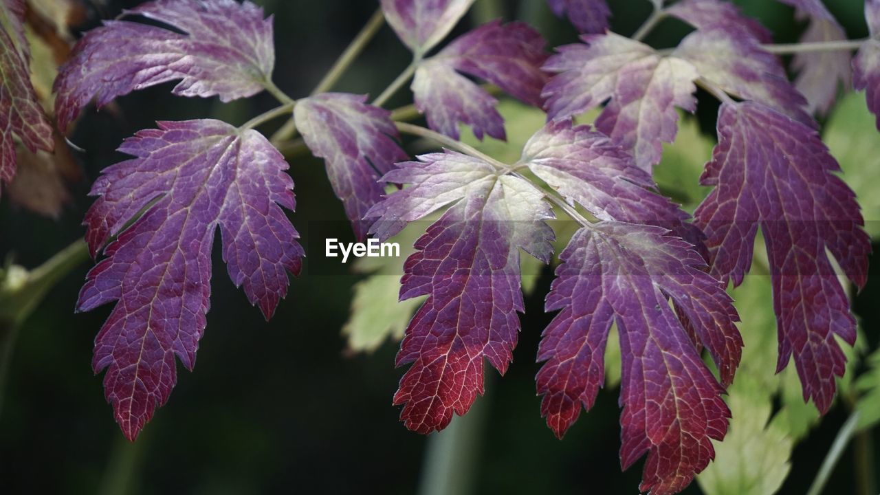 Close-up of purple flowering plants