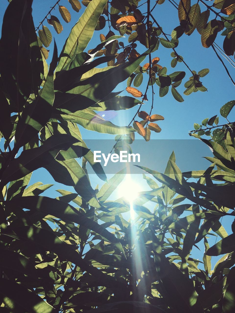 LOW ANGLE VIEW OF SUN SHINING THROUGH TREE