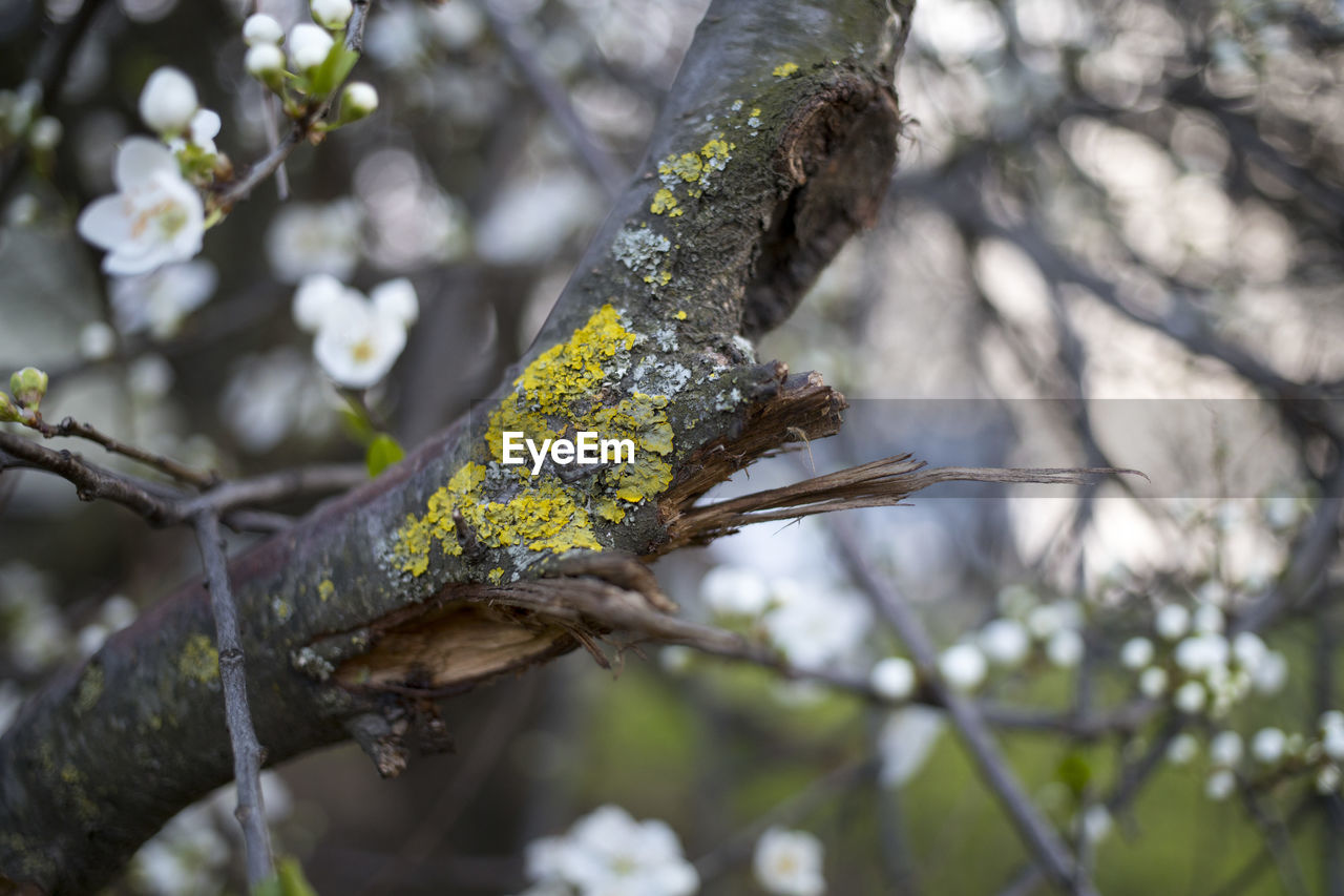 tree, plant, animal themes, animal, animal wildlife, branch, wildlife, nature, flower, one animal, no people, outdoors, beauty in nature, bird, reptile, forest, green, environment, spring, day, lizard, leaf, travel destinations, focus on foreground