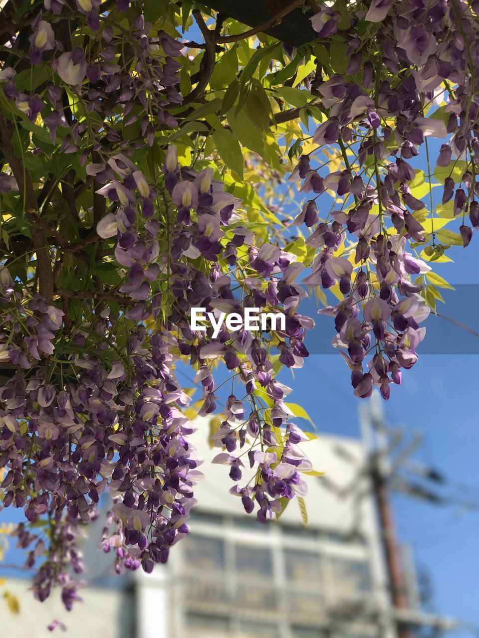 LOW ANGLE VIEW OF FLOWERS ON TREE