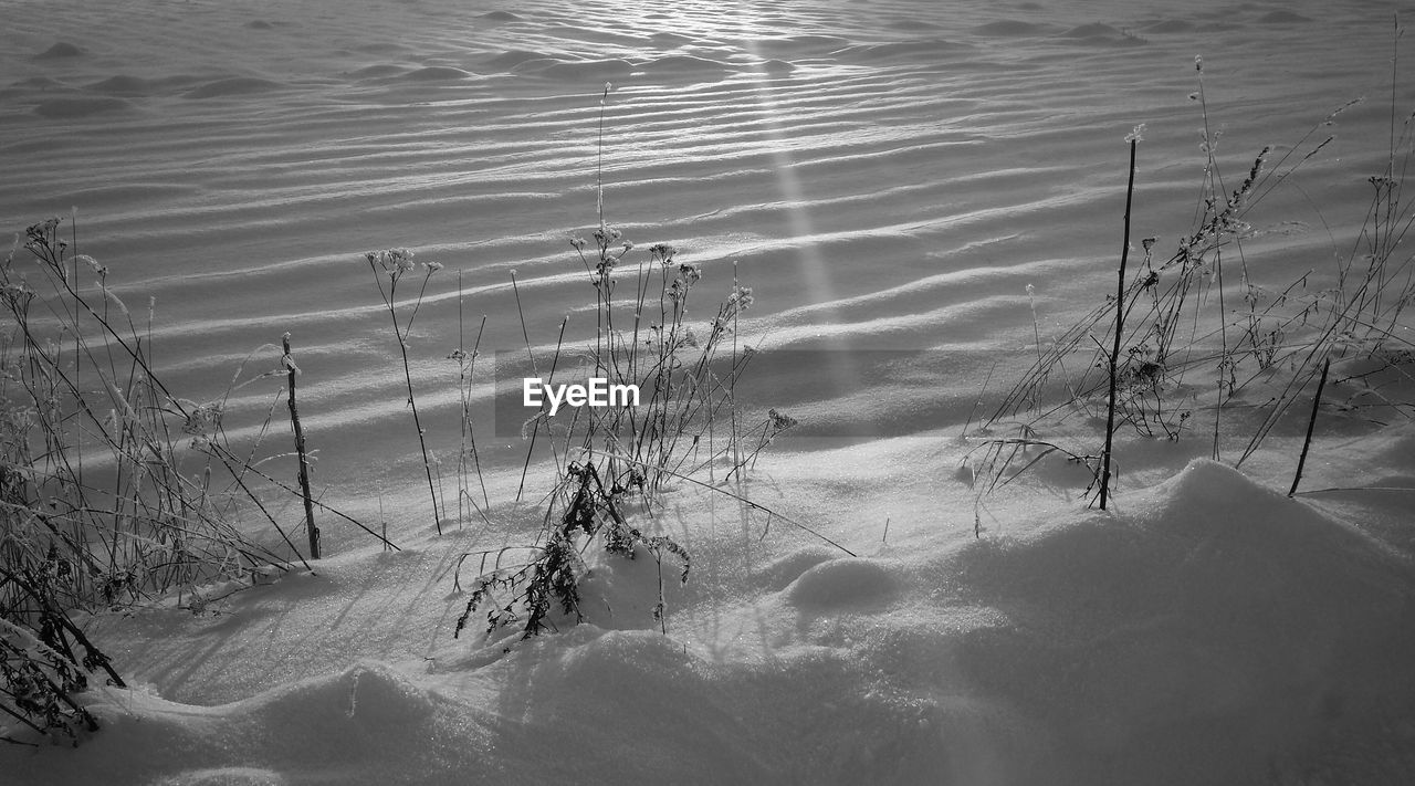 TREES IN WATER