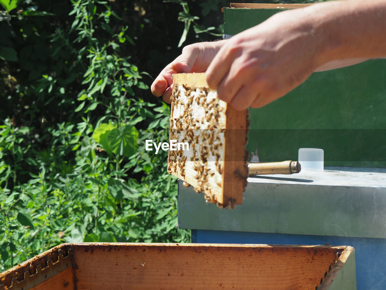 bee, hand, insect, beehive, one person, apiary, beekeeper, nature, food, plant, holding, honeycomb, growth, food and drink, apiculture, agriculture, adult, occupation, day, animal, freshness, outdoors, honey, men, close-up, wood, organic, green, animal themes, container, beauty in nature, working, rural scene