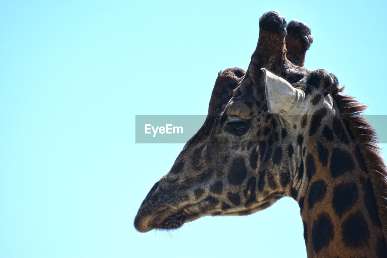 Close-up of giraffe against clear sky