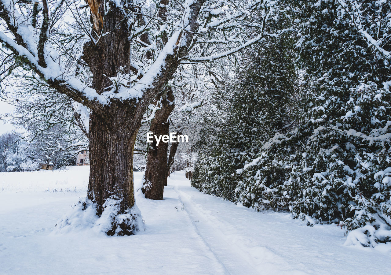 Trees on snow covered field