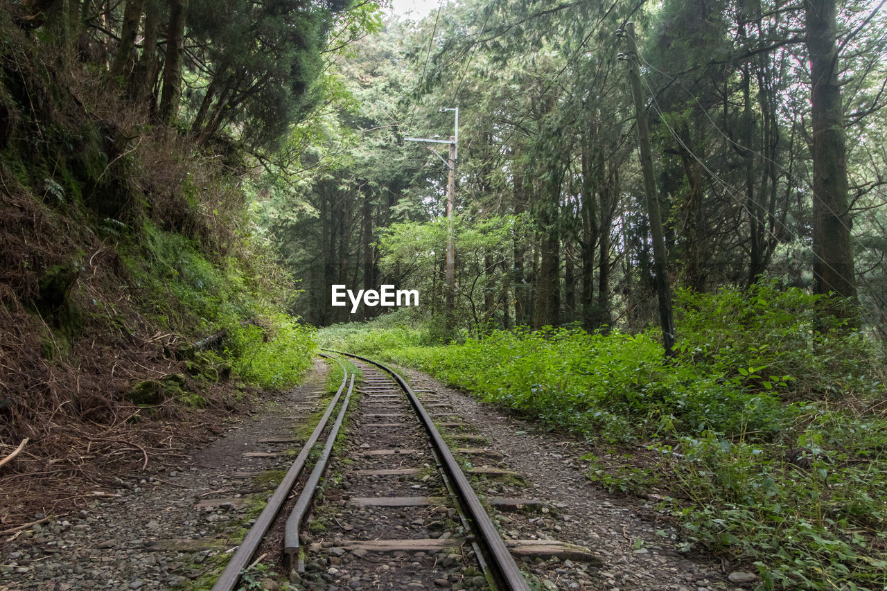 VIEW OF RAILROAD TRACK IN FOREST