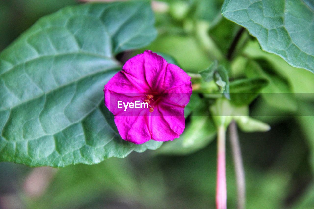 CLOSE-UP OF PINK COSMOS FLOWER BLOOMING OUTDOORS