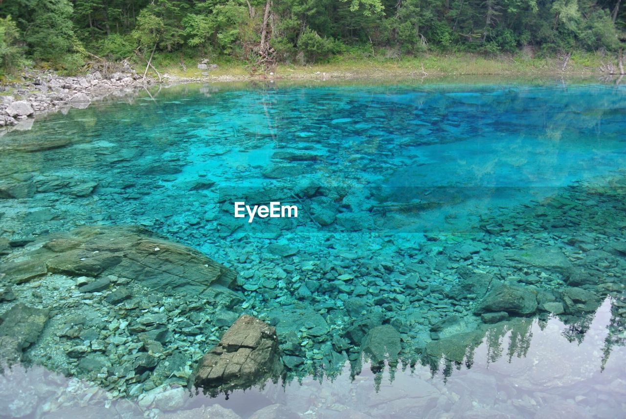 HIGH ANGLE VIEW OF TREE IN WATER