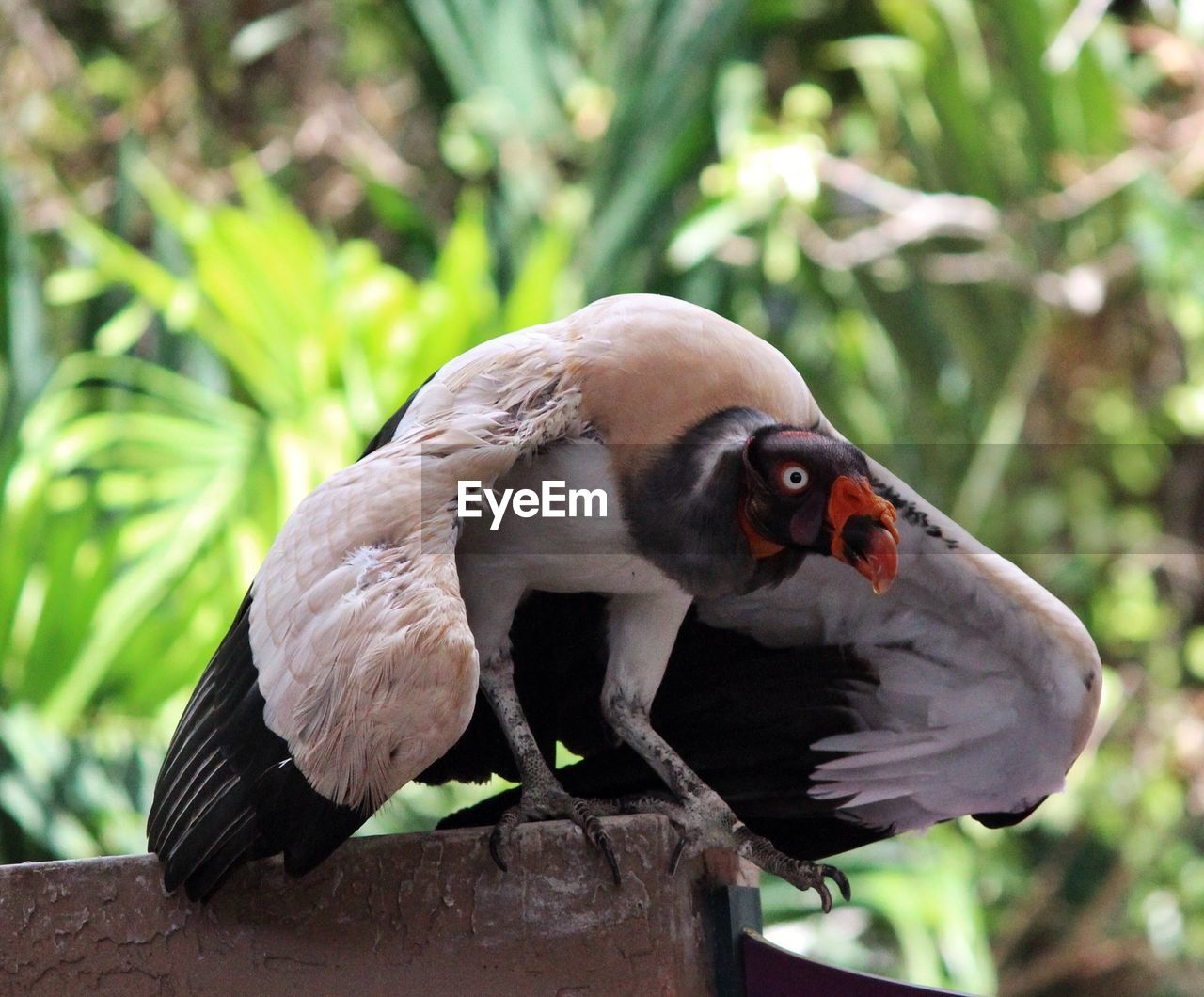 Close up view of sitting bird