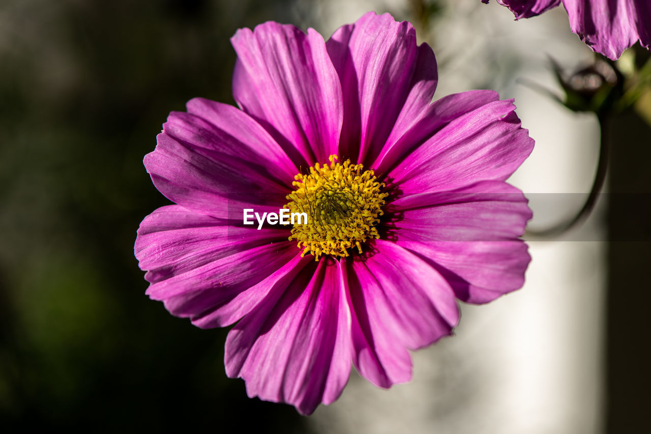 CLOSE-UP OF PINK COSMOS FLOWER AGAINST PURPLE WALL