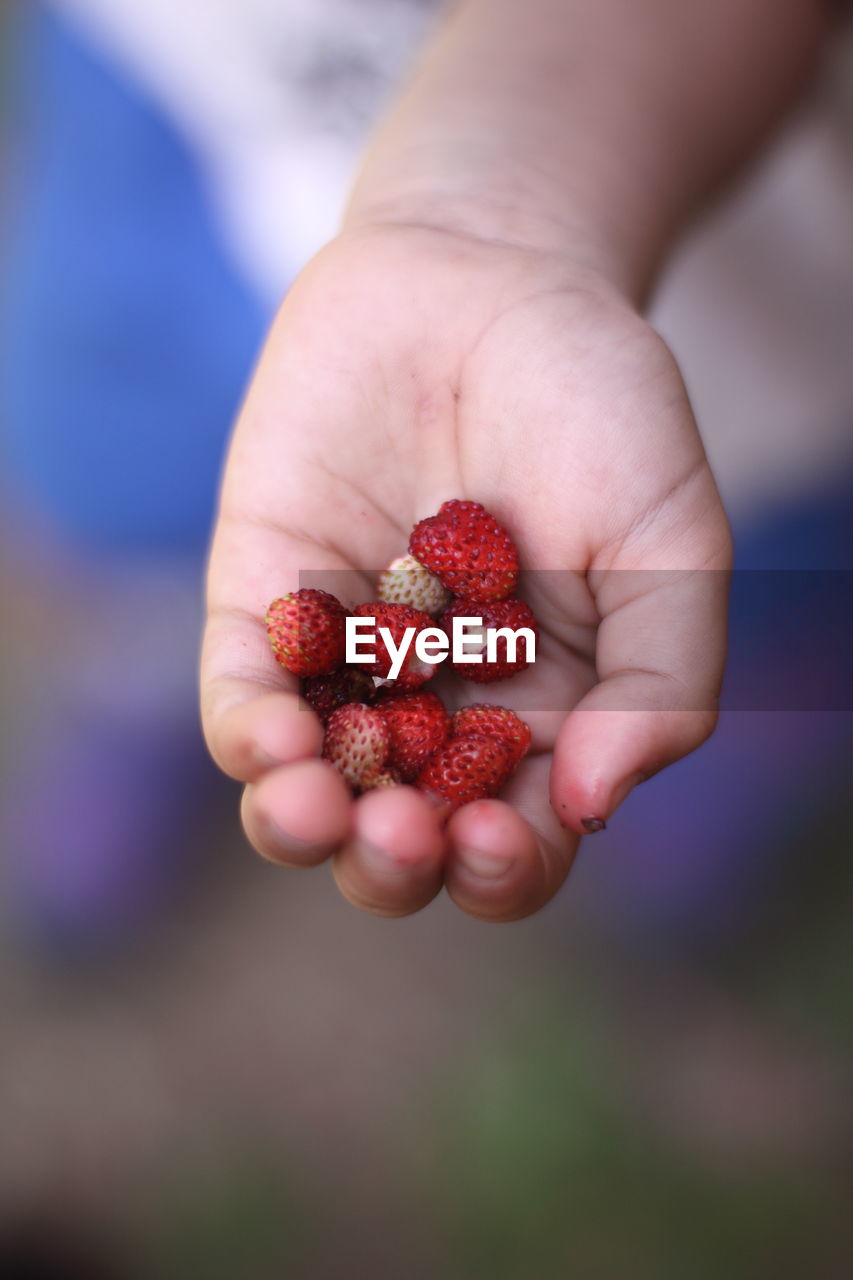 Close-up of hand holding strawberry