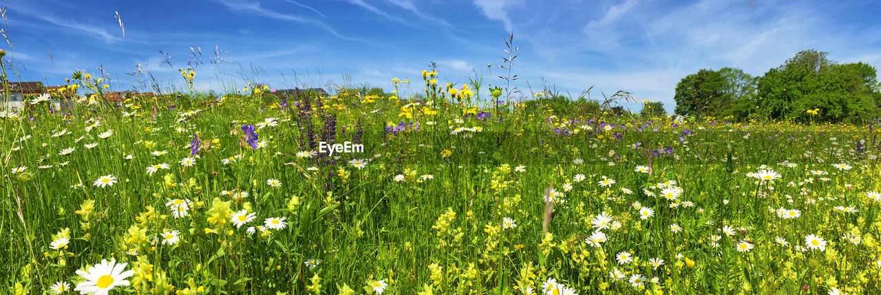 Close-up of flowering plants on field against sky