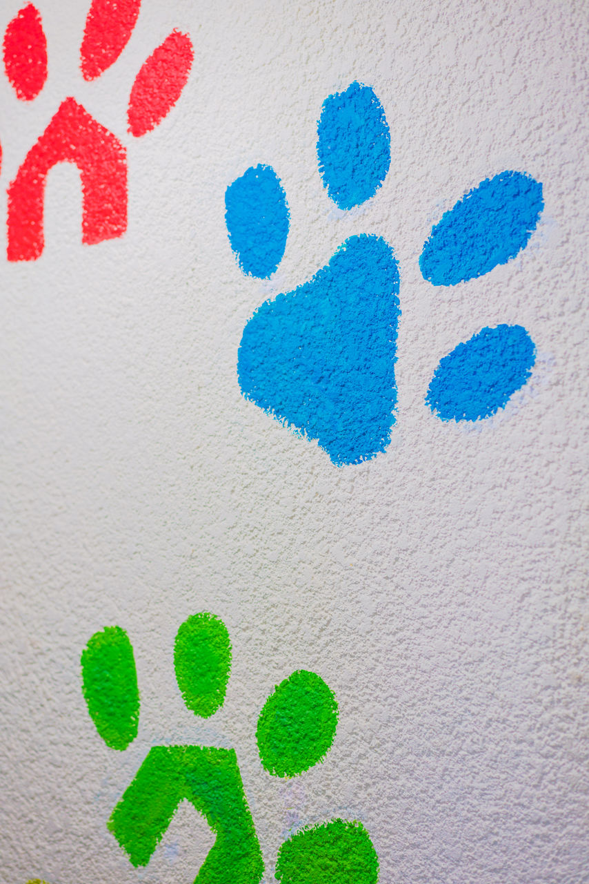 Paws colorful print on the wall