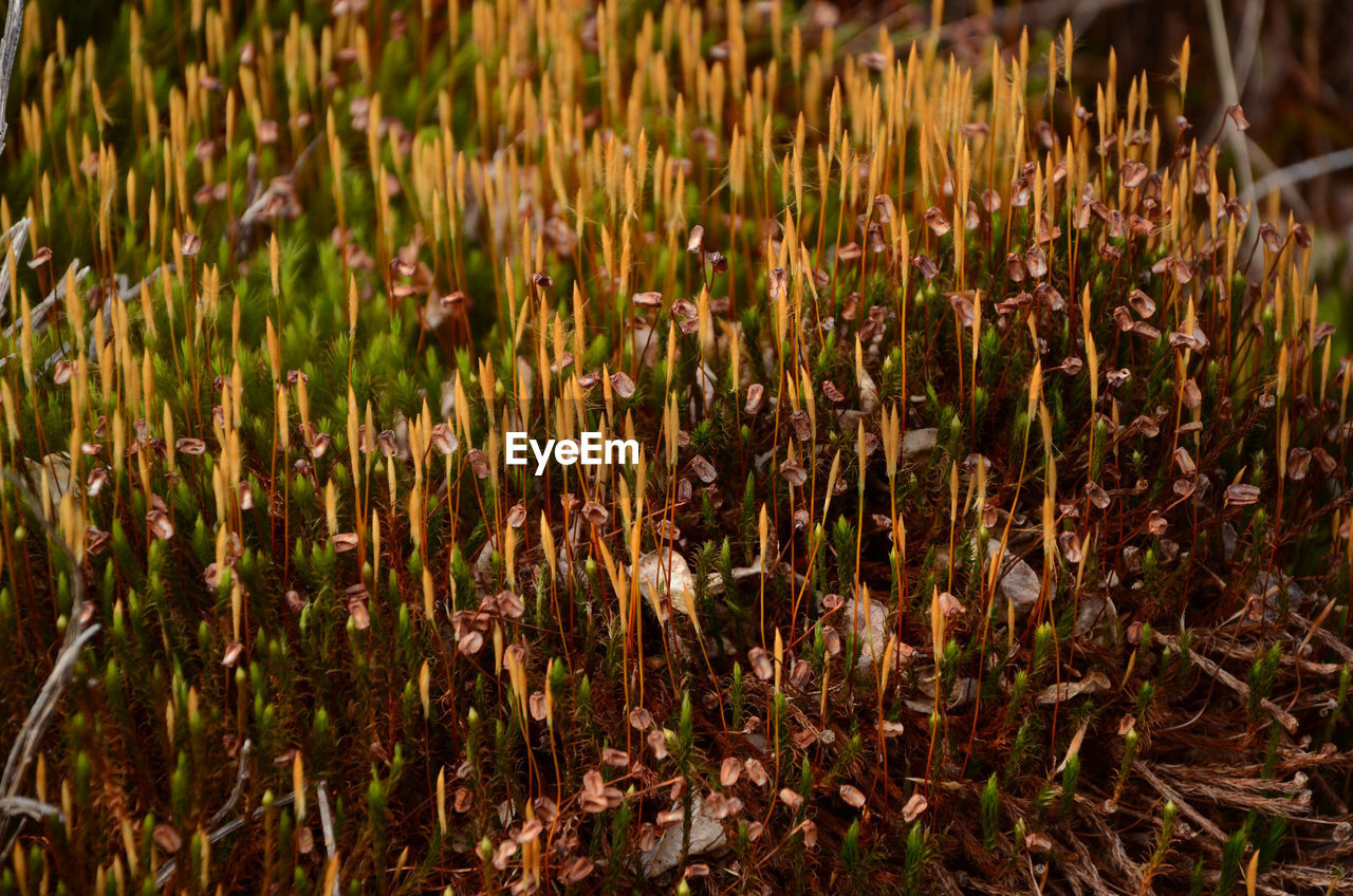 Close-up of crop growing in field