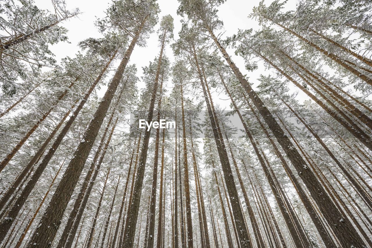 Low angle view of tall trees