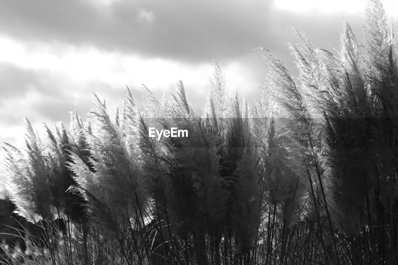 CLOSE-UP OF PLANTS ON FIELD AGAINST SKY