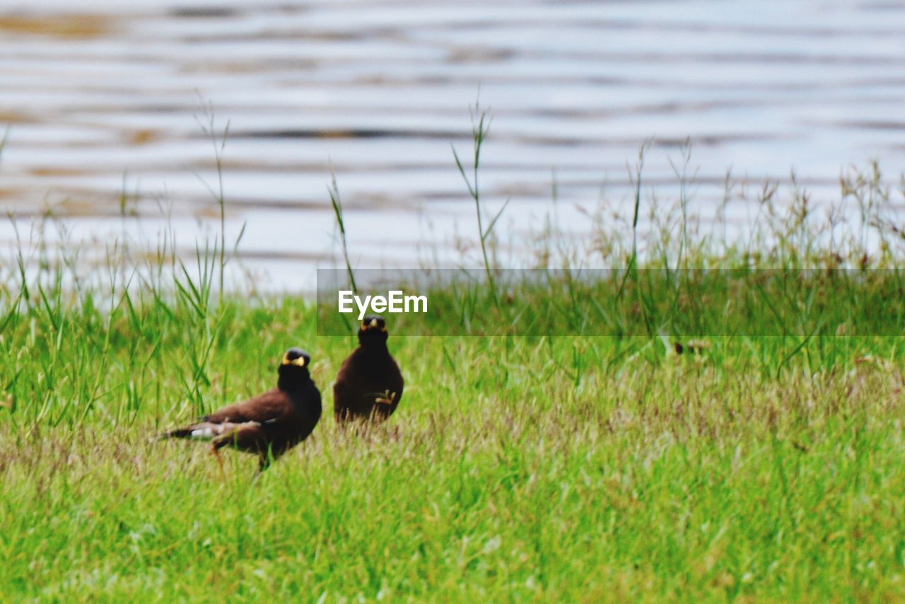 MALLARD DUCKS ON GRASSY FIELD BY LAKE