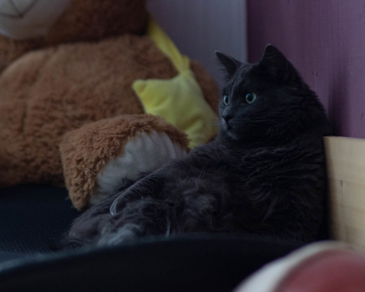 BLACK CAT SITTING ON SOFA