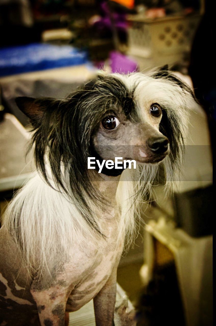 Portrait of chinese crested dog at home