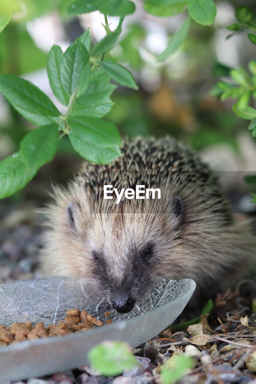 Close-up of hedgehog in the garden