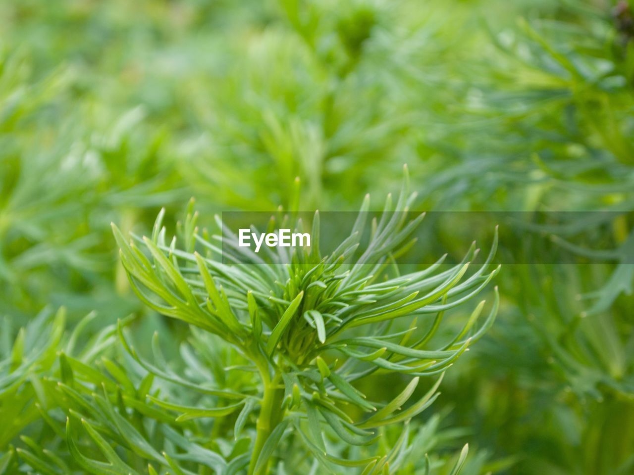 Close-up of fresh green leaves