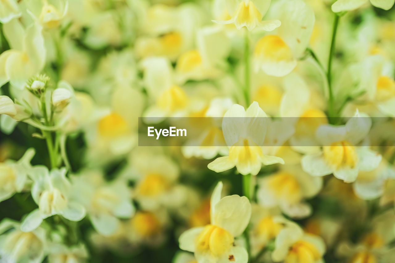 CLOSE-UP OF YELLOW FLOWERING PLANTS