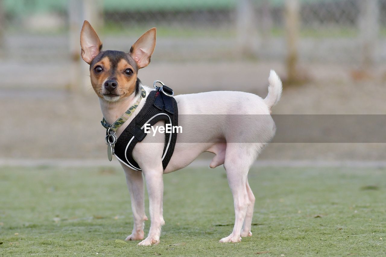 PORTRAIT OF DOG STANDING ON LAND